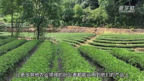 福建建陽茶園認養(yǎng) 林下經(jīng)濟助推鄉(xiāng)村振興